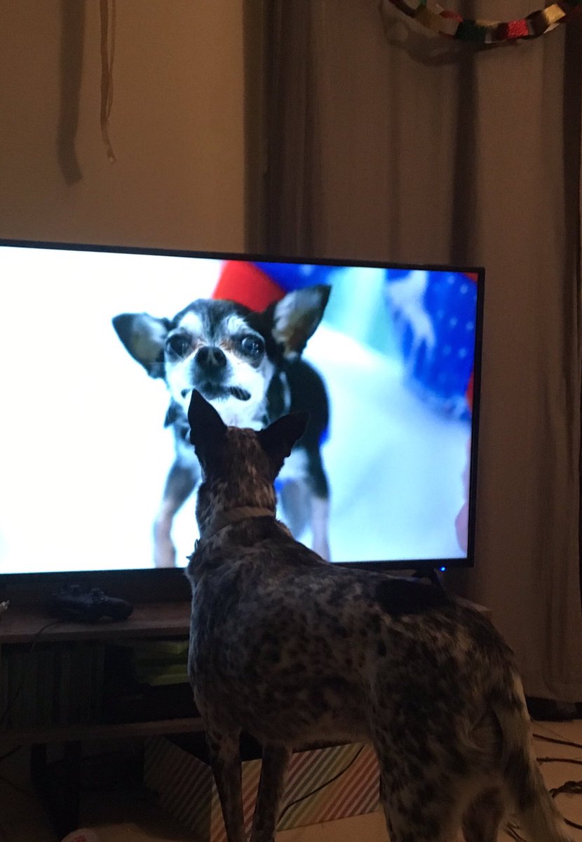 JonesTiarne's tweet photo. My dog was very concerned for Marbles during his bath 😂 @Jenna_Marbles @juliensolomita https://t.co/IMLbmayHZ1