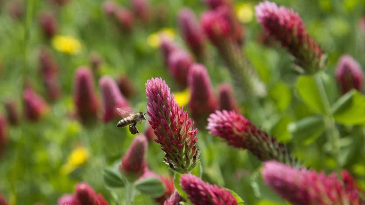 F3Occitanie's tweet photo. Des apiculteurs du Comminges propose de semer du trèfle dans les jardins partout en France pour sauver les abeilles https://t.co/DHBe1TxM8Y https://t.co/t86HYSPCqh