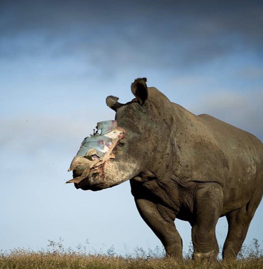 This image is of 'Hope'. No longer with us, she was a most courageous rhino who survived a brutal poaching attack - partly through her own indomitable will to live and partly through the unique veterinary work and treatment given her by our amazing partner Saving The Survivors.