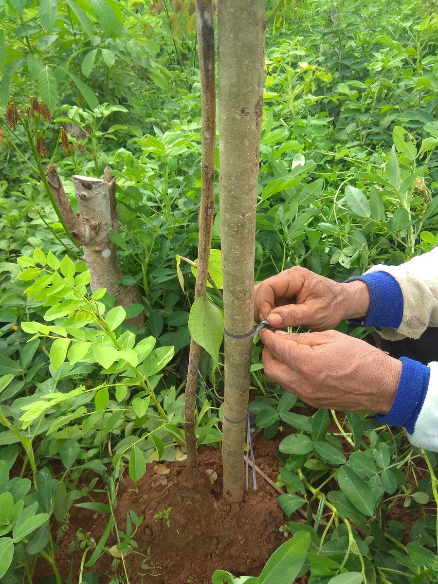KabPlp's tweet photo. Calon kebun benih lada.. Mari kita sukseskan perkebunan Jaya @ditjenbun @fkp2indonesia @han_nugh https://t.co/U8aOpryuFu