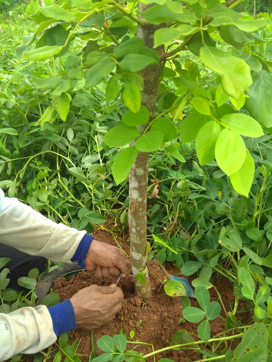 KabPlp's tweet photo. Calon kebun benih lada.. Mari kita sukseskan perkebunan Jaya @ditjenbun @fkp2indonesia @han_nugh https://t.co/U8aOpryuFu