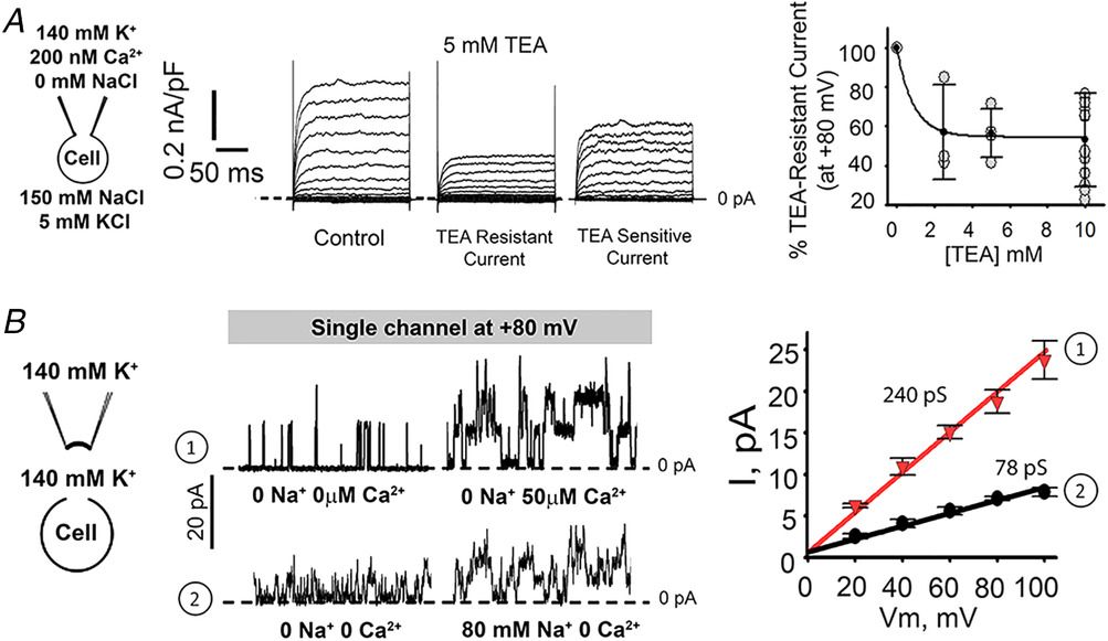 JPhysiol's tweet image. Oxytocin can regulate myometrial smooth muscle excitability by inhibiting the Na+‐activated K+ channel, Slo2.1 buff.ly/2s5hsrc