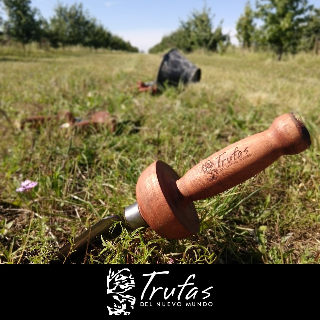 #FelizLunes comenzamos la semana con la misma energía que cuando estamos en época de cosecha. Ansioso por estrenar las nuevas palas truferas. Mientras tanto bajo tierra las trufas comienzan su desarrollo. En esta época se forman los primordios.  #TrufaNegra #TipsTruferos