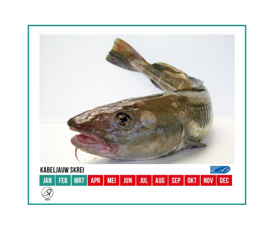 TERUG IN HET SEIZOEN: SKREI. Drie maanden per jaar is de Skei in het seizoen, daarna vervolgt zijn trek weer. Maar voorlopig is de Skrei nog verkrijgbaar, en dus top in het seizoen!