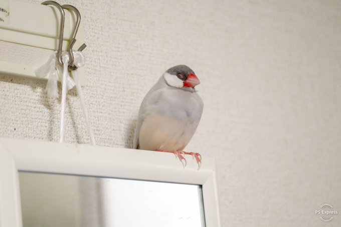 クリームイノ文鳥のtwitterイラスト検索結果