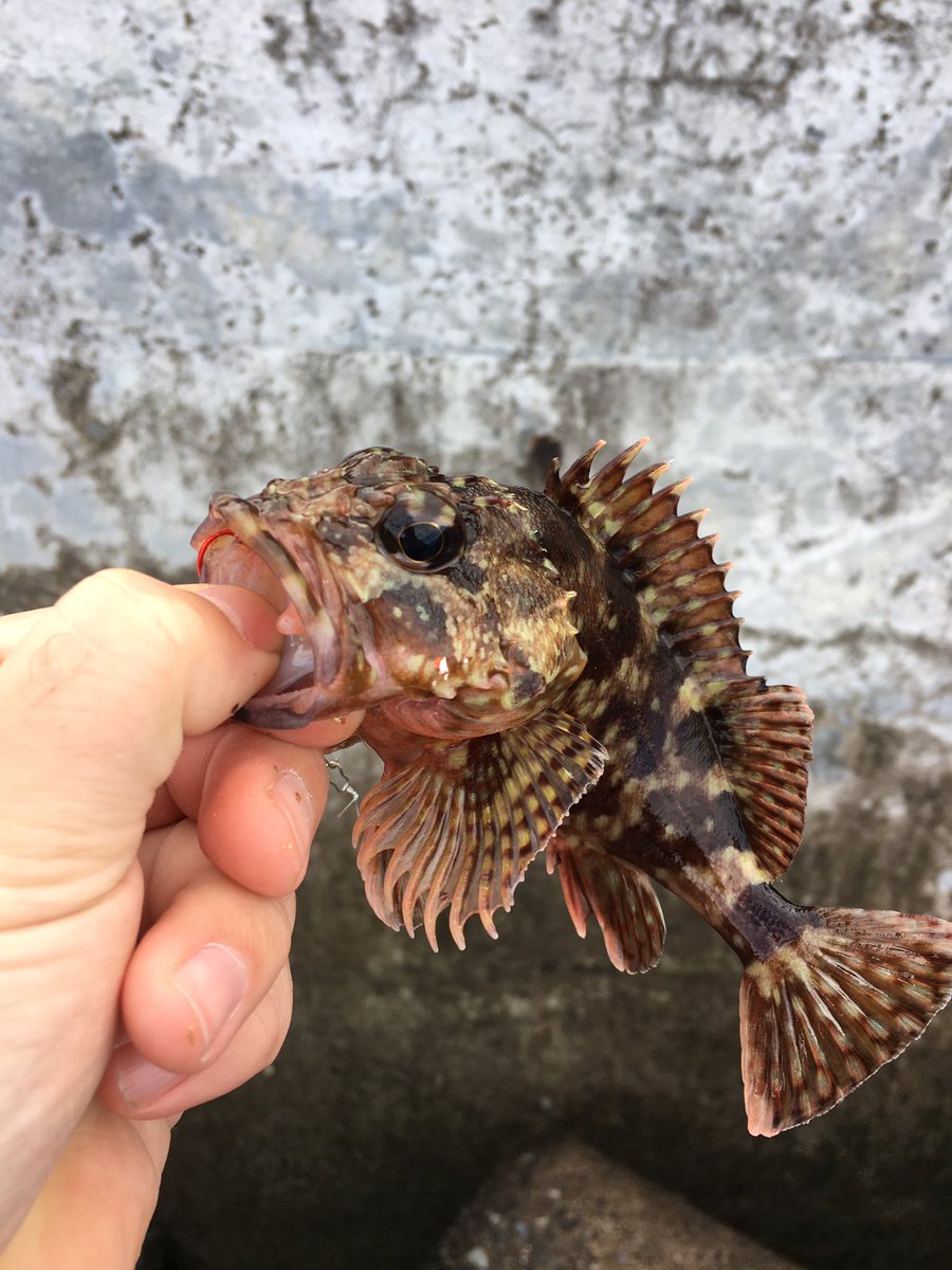 しょーた 釣り垢 ゴンズイマスター A Twitter 釣り始め とりあえず穴釣りからってことでしてたけど結局カサゴ数匹 アイナメ ベラ等々釣れて終了 最後はフグの猛攻に合いどーすることもできませんでしたとさ