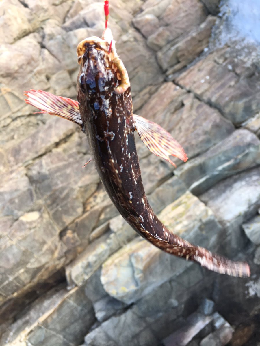 しょーた 釣り垢 ゴンズイマスター A Twitter 釣り始め とりあえず穴釣りからってことでしてたけど結局カサゴ数匹 アイナメ ベラ等々釣れて終了 最後はフグの猛攻に合いどーすることもできませんでしたとさ