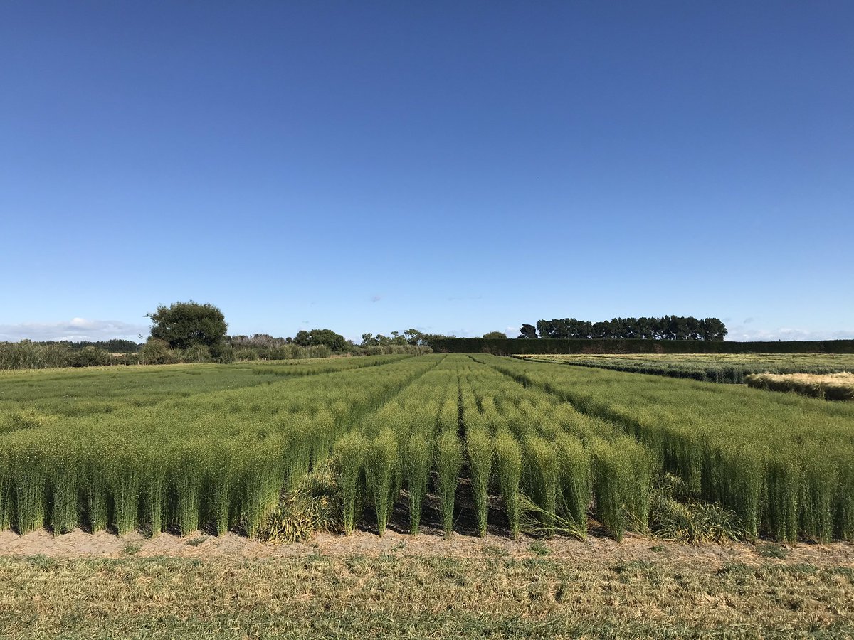 Reynald_Linea's tweet photo. Sélection lin fibre en contre saison Nouvelle Zélande. Verse, maladies... un très bon cru pour créer au plus vite les variétés de demain pour les liniculteurs européens ! We are doing our best ! #lineasemences #selectionpassion https://t.co/yxI2ftpblO
