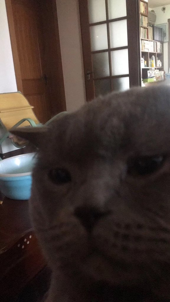 为摆脱它的骚扰，被迫在洗脚店睡了一觉。猫老婆都娶好，每日却粘着外公不放，实在属于没有眼色。