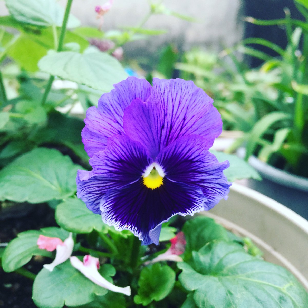 藍紫色hashtag 藍紫色hashtag