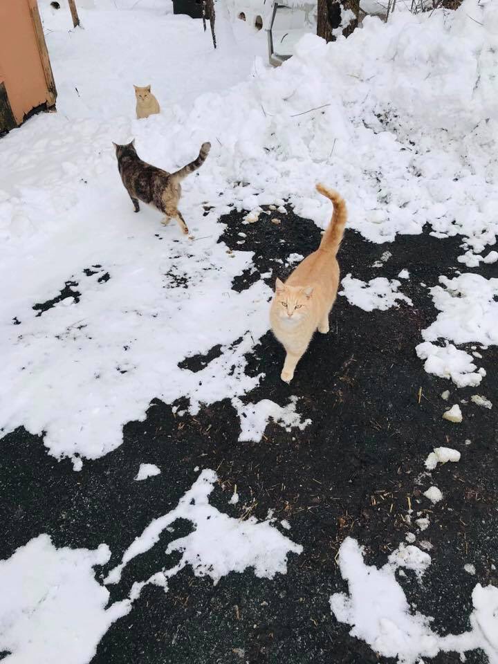 TipMeFrederick's tweet photo. #CommunityCats are resilient! Itβs an honor to care for them through all types of weather. #ADOPT #TNR #SnowDay #SaveAKitty #EastCoast #MondayMood #MarmaladeAndCole #SimonTheCat #SpayNeuter #TippedAndSnipped https://t.co/UMCu5AnqDt