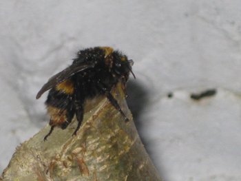 Bumblebee Conservation Trust tweet media