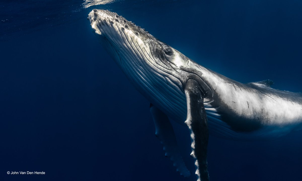 Whale species are already under threat from bycatch, shipping, noise, #Pollution and #ClimateChange. 

Japan’s decision to withdraw from <a href="/iwc_int/">International Whaling Commission</a> and resume #CommercialWhaling puts whales under increased threat. 

Join us in calling on Japan to remain a member of the IWC. 🐳🐼