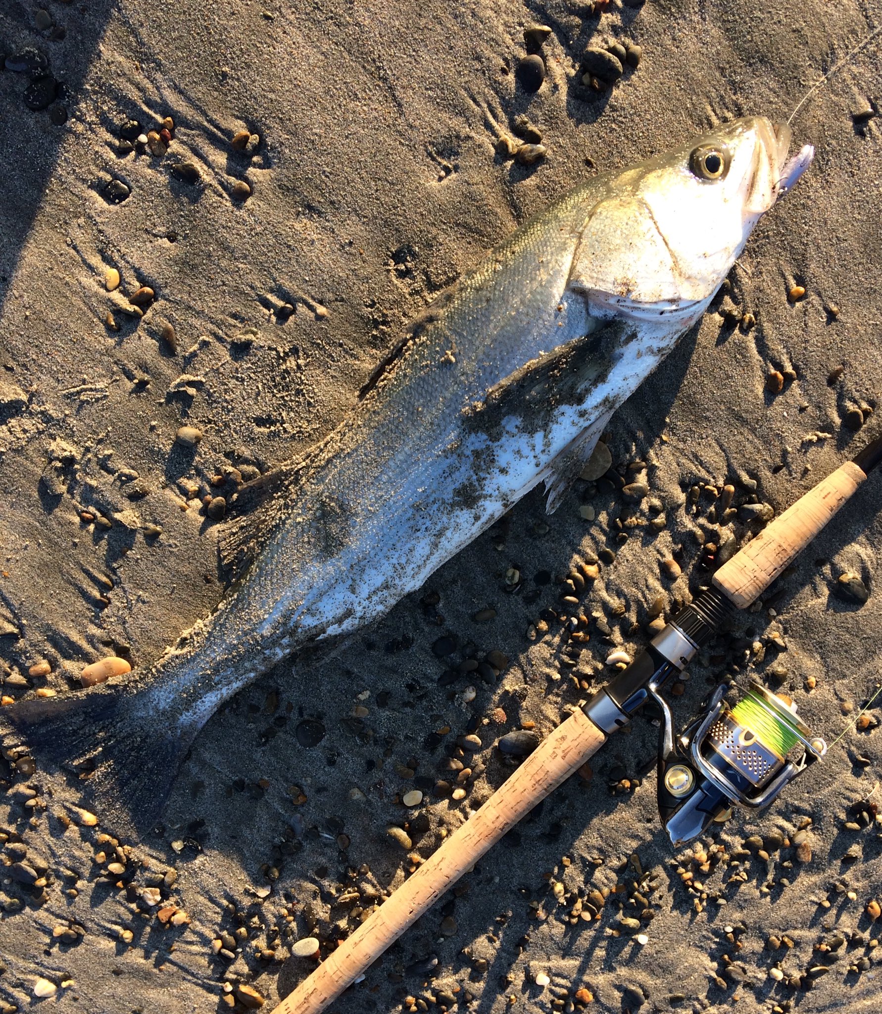 三河の海を釣る Sur Twitter 表浜ヒラメ青物1日勝負 朝まずめ予想外のうねり 異常なし 休憩後の午後 単発シーバスボイル 発見 バイブで安定のシーバスポロリ しばらくして無事 60シバスゲット 丁度通りかかった方にプレゼント うねりの濁りで青物は