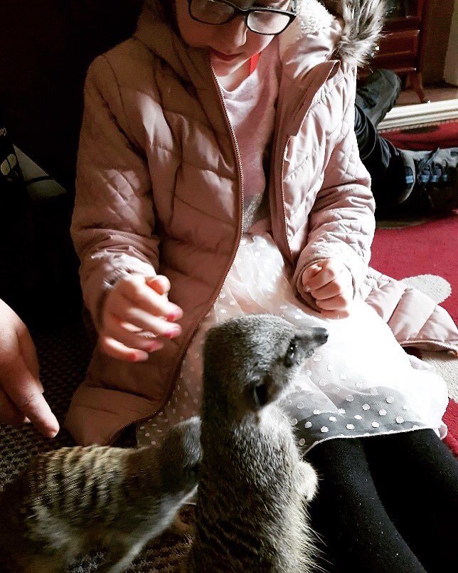 Partyanimalteam's tweet photo. Had so much fun with one of our meerkat experiences yesterday love putting smiles on people’s faces #bestjob https://t.co/1Nn9DCmqst