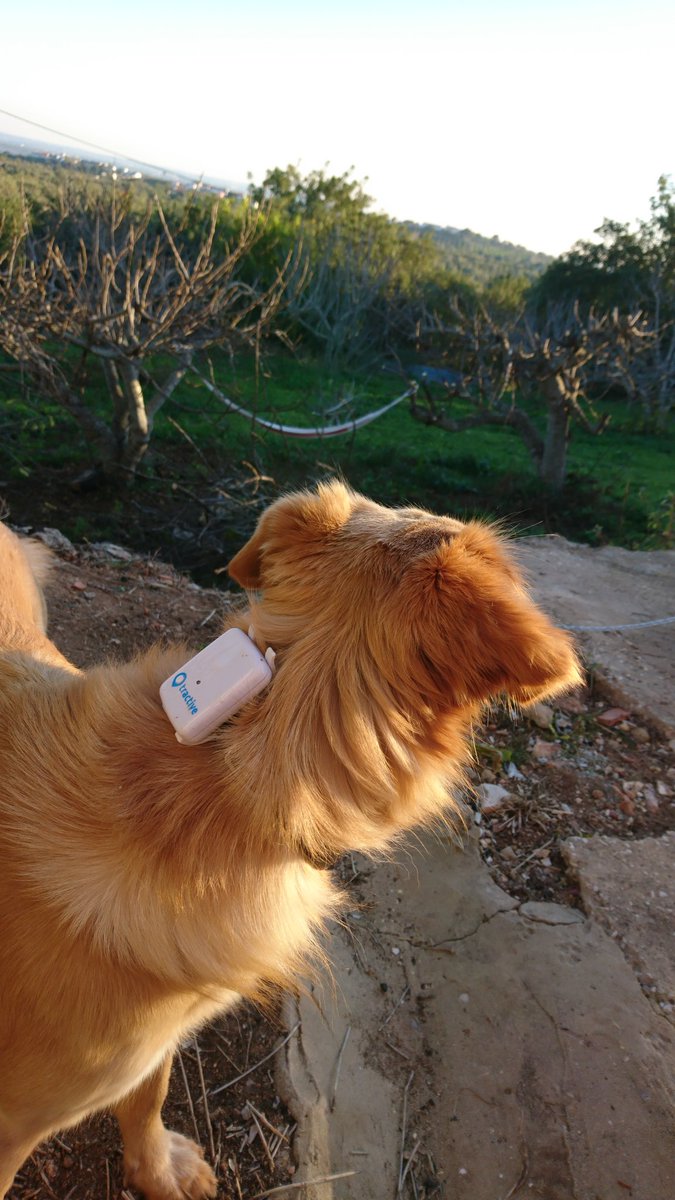 ImminkSupport's tweet image. In Portugal met hondje. Omdat we haar niet kwijt willen maken we gebruik van een #tracker van @Tractive, echt superhandig!! Live je hond volgen via een app