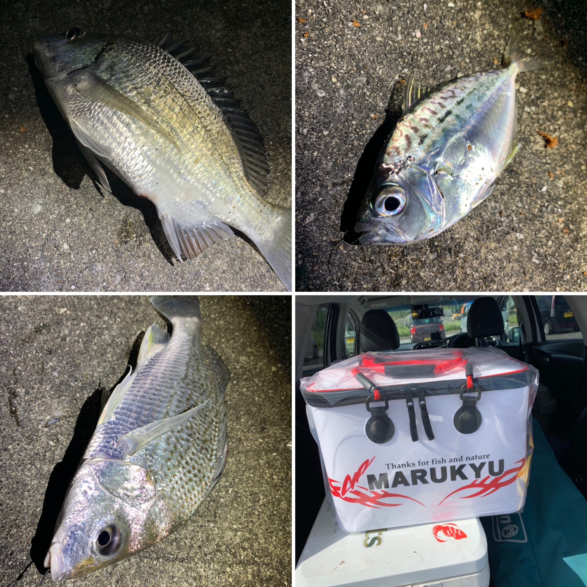 Y Styles マルキューm1チヌは 魚っ気ありありながら チヌは3枚 が サイズが足りず検量なし しかし抽選にて19ニューバッカンをゲット もうちょい寒くなったらたくさん釣れるかなぁ マルキュー マルキューm1カップチヌ チヌ釣り T Co