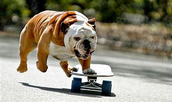 rippingit1's tweet photo. go dawg go https://t.co/8y31rEBxN8