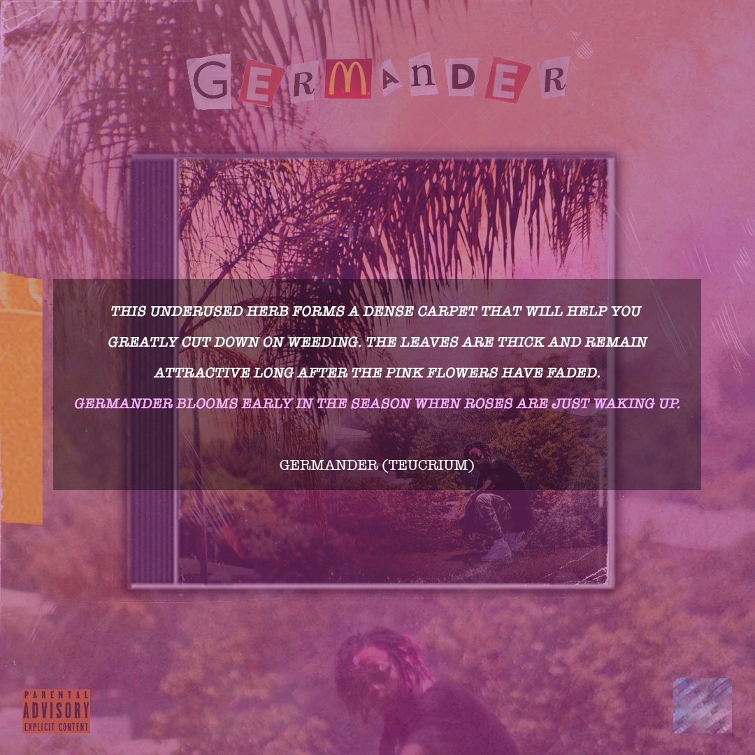 FlvmeSA's tweet photo. “GERMANDER” OUT NOW ...!
🌸🌸🌸🌸🌸 

Candy Man Comin’ Soon ...🍭🍬

🍫 -Fuego

https://t.co/C3kPzNIG8r https://t.co/2nspamHfE7