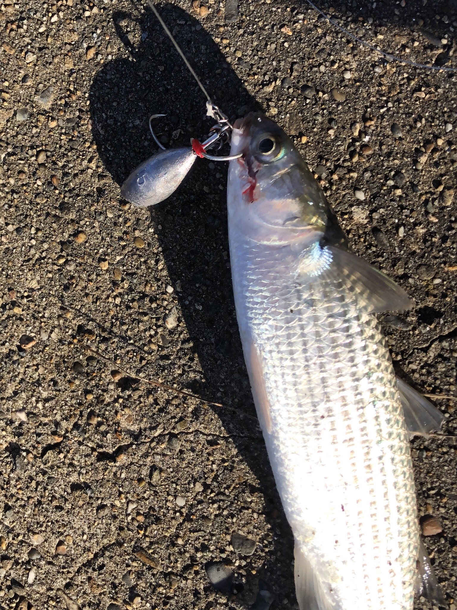 シソルテイル ラスボラの魚種プロフィール