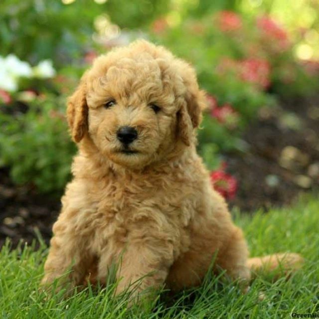AdorablePuppyPc's tweet photo. Puppies are one of life’s biggest pleasures. Once you’ve made the decision to add a puppy to your family, you’ve committed to caring for him as best you can, and to making thoughtful, informed decisions about his needs.
#puppies #dogs #puppy #puppies #dogs #puppy #dog #cuted… https://t.co/mpXc5e9ppd
