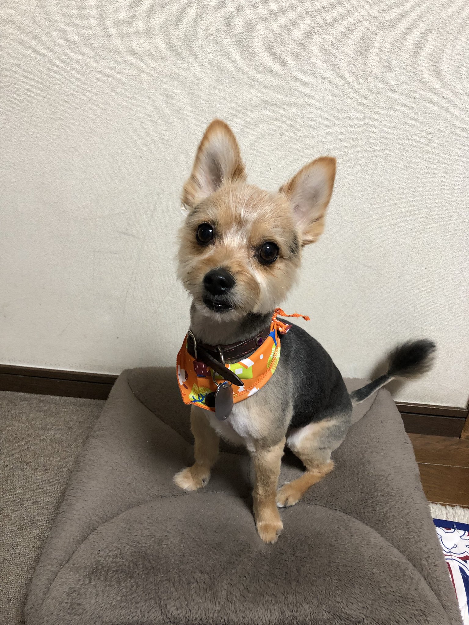 チビブタ トリミングしてきたよ いつものライオンの尻尾だよん ひと回り小さくなっちゃった ポメキー ポメラニアン ヨークシャテリア 愛犬 可愛い犬 トリミング T Co Fsqorkhyew Twitter