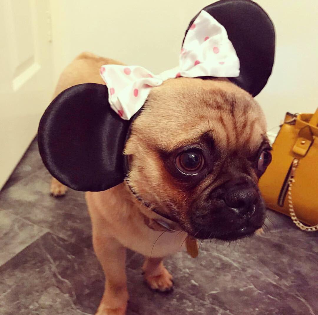 dogsofthemonth's tweet photo. Happy #nationaldressupyourpetday! 🐶 Tag your pup in a photo with #MCDoggyDog and @dogsofthemonth for your chance to win Dog of the Month! Don’t forget to vote via the link in the bio!🐶 #MCDoggyDog #Manchester #Mcrdogs #Manchesterdogs #Liverpool #Liverpooldogs #Leeds #Leedsdogs https://t.co/Ar99EZju84