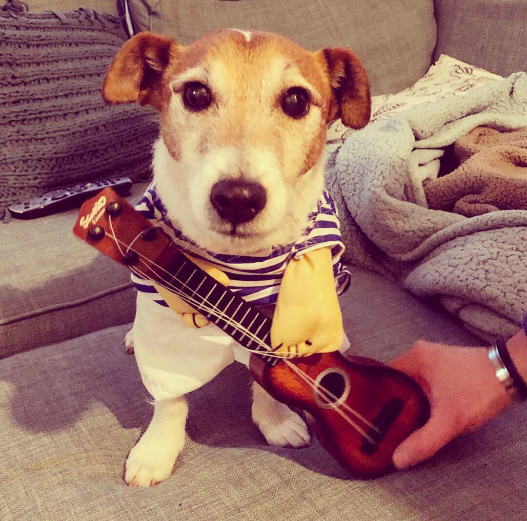 dogsofthemonth's tweet photo. Happy #nationaldressupyourpetday! 🐶 Tag your pup in a photo with #MCDoggyDog and @dogsofthemonth for your chance to win Dog of the Month! Don’t forget to vote via the link in the bio!🐶 #MCDoggyDog #Manchester #Mcrdogs #Manchesterdogs #Liverpool #Liverpooldogs #Leeds #Leedsdogs https://t.co/Ar99EZju84