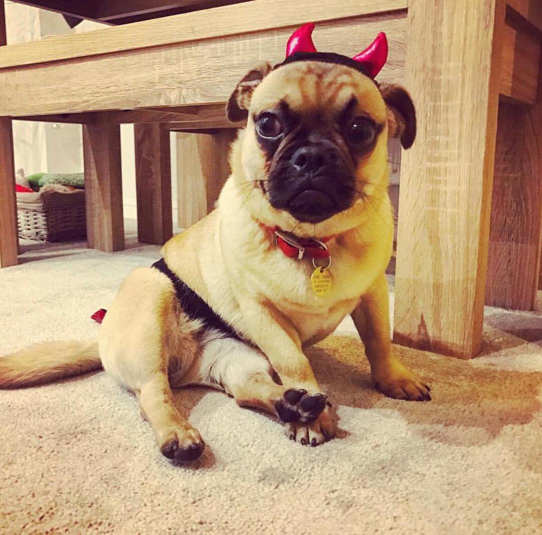 dogsofthemonth's tweet photo. Happy #nationaldressupyourpetday! 🐶 Tag your pup in a photo with #MCDoggyDog and @dogsofthemonth for your chance to win Dog of the Month! Don’t forget to vote via the link in the bio!🐶 #MCDoggyDog #Manchester #Mcrdogs #Manchesterdogs #Liverpool #Liverpooldogs #Leeds #Leedsdogs https://t.co/Ar99EZju84