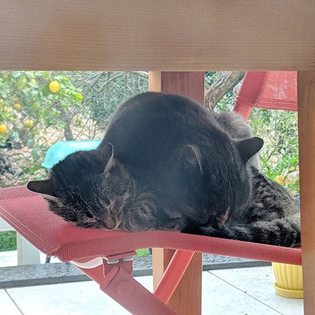 FurlingtonPost's tweet photo. Snuggle weather 💤
#thedailycrumpet #catsofbodrum #catsofinstagram #bodrumkedisi #instacat #dailycat #catgram #gatas #gatos #chats #kediler #katzen #neko #kot #furbabies #kittycats #purr #meow #tabbykitten #greytortie #sweetcats #snugglecats #cuddleca… https://t.co/RZ67x3XR32 https://t.co/ltgXKUufhJ