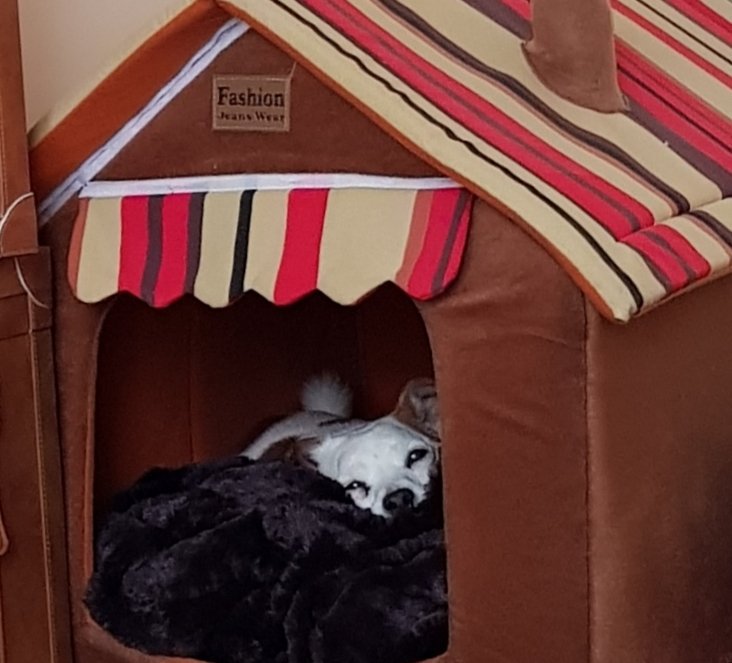 chalikygalicky's tweet photo. Morning nap before being a good boy ...quickly followed by a midday nap. Mr chilled chalks today 😎 https://t.co/C4qvwDzrUl
