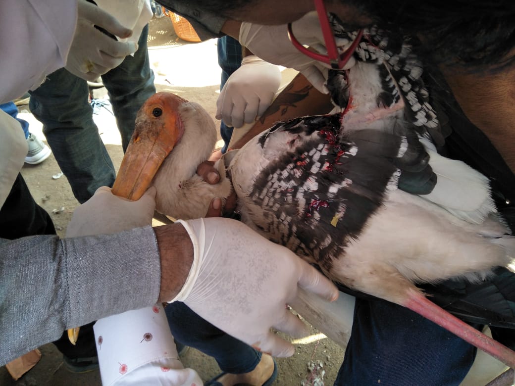 SOCIAL FORESTRY CIRCLE RAJKOT (@circlerajkot) on Twitter photo 