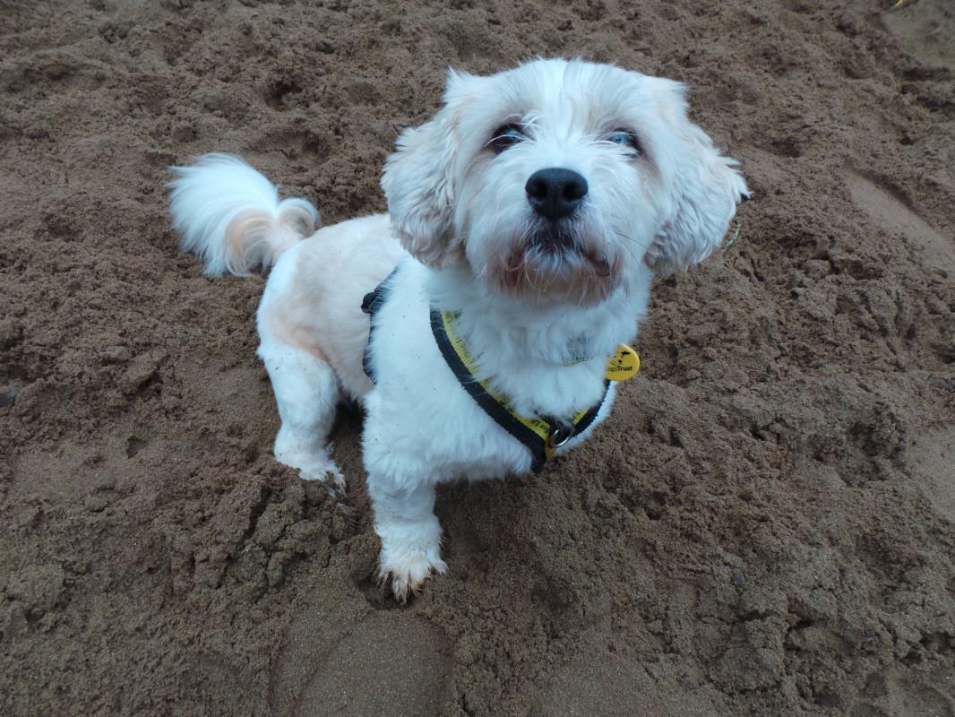 DogsTrust's tweet photo. Dog owners! Can you spare 2 minutes to contribute to our research on collars, tags &amp; microchips? ☑️➡️ https://t.co/GvgqdfVZ9S 🐕🔍 
We're not collecting contact details, so answers are totally anonymous 🤐 https://t.co/6HsbLh6PMk