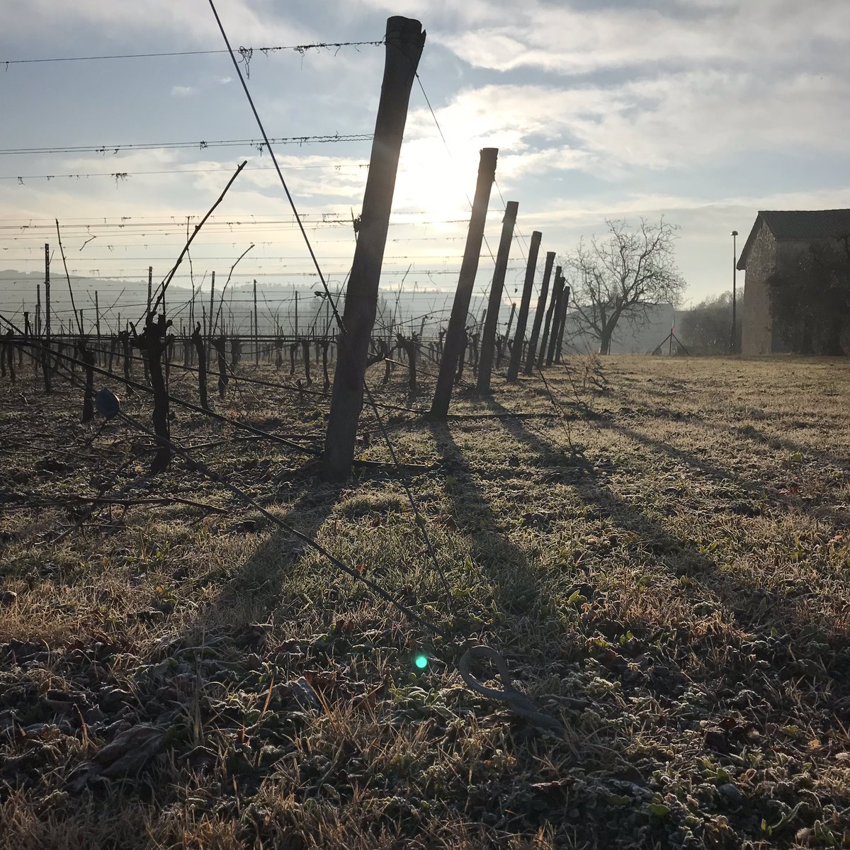 #frostymorning #guerrieririzzardi #winter2019 #bardolino #vineyard #vineyardvines #corvina #coldsnap #winery #bardolino #valpolicella #soave #amarone #classico #vines #madeinitaly #vino #vintage #winerylife #wineislife