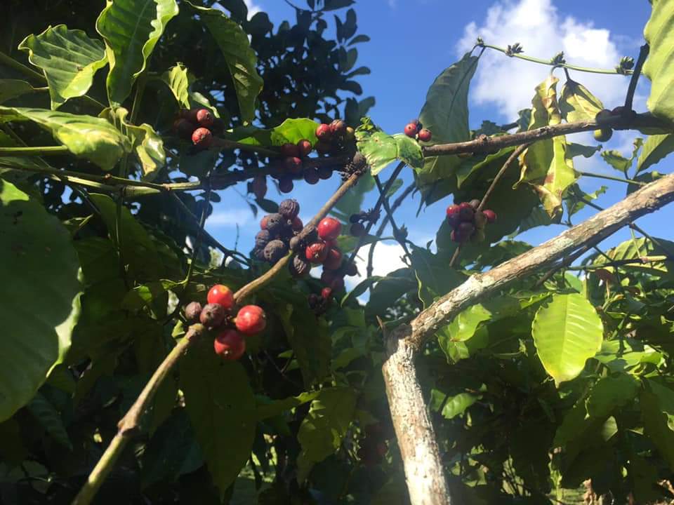 BSM_1976's tweet photo. Our Year 10 students have also been busy raking the ground, painting the fence, doing bead/art works and picking coffee beans!

#BSMServiceLearning

The British School Manila https://t.co/XuaFGicIQs