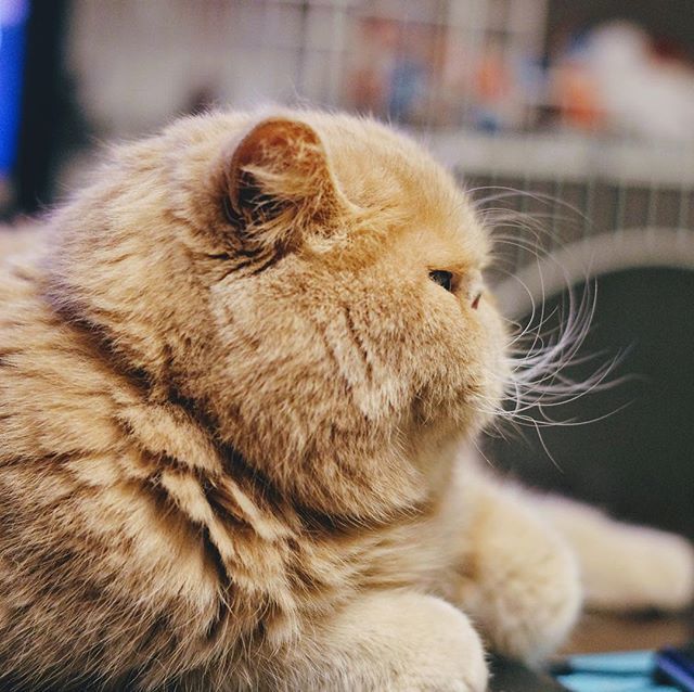 こ 横顔 Exoticshorthair エキゾチックショートヘア ねこ 猫 Cats Catstagram T Co Flzysi67ih