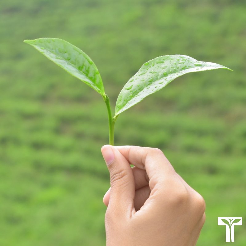 CanadaTea's tweet photo. What's the difference between the different tea types? Here's a hint, they all come from the same plant, so it's not that… #thacteasommelier #HotTeaMonth #TeaForLife #BrewCrew https://t.co/RNgBr7Gkdf