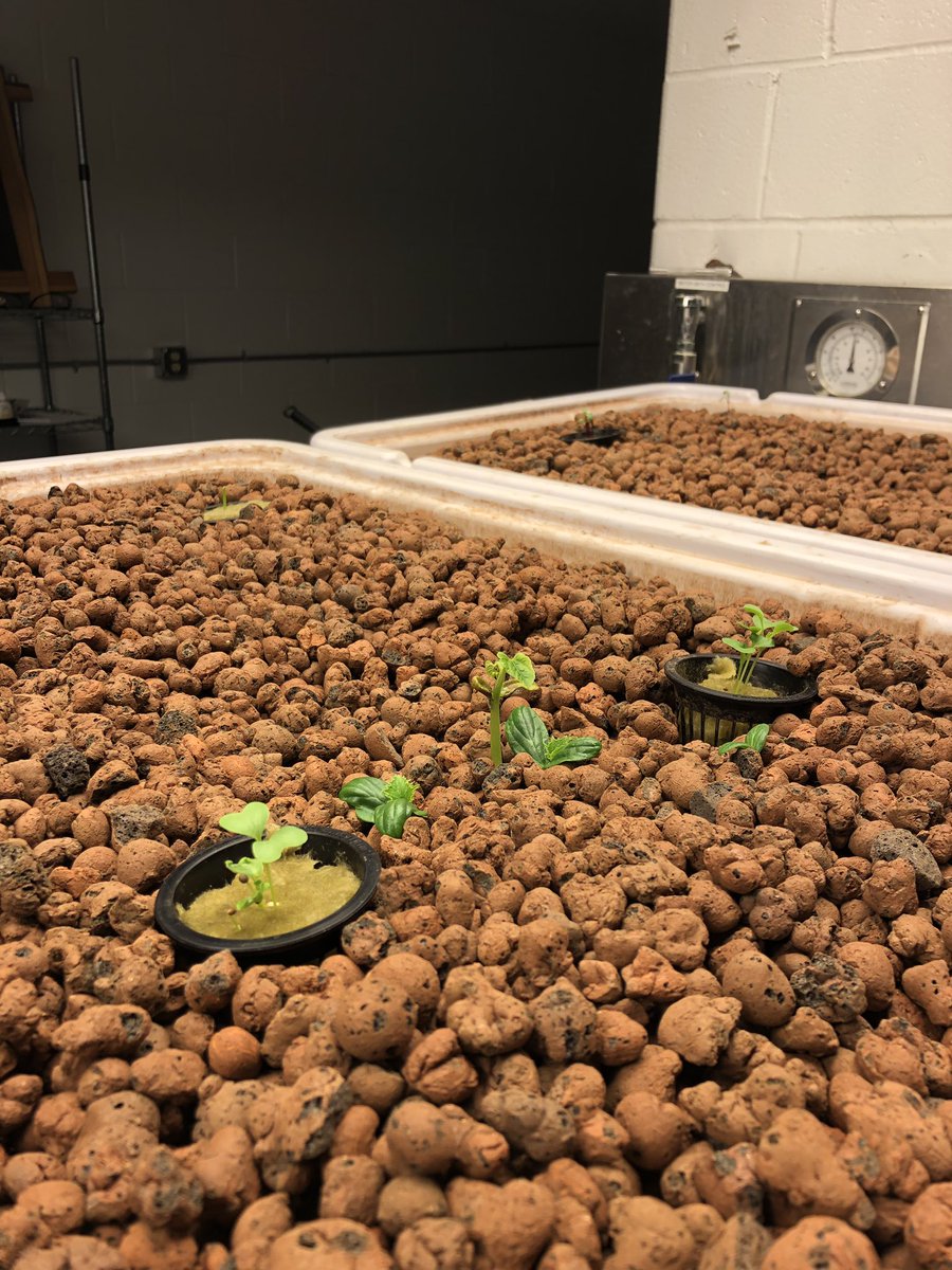 It may be cold outside, but it’s perfect growing conditions inside the Aquaponics Lab at OBHS! <a href="/Dr_ScottCascone/">Dr. J. Scott Cascone</a>