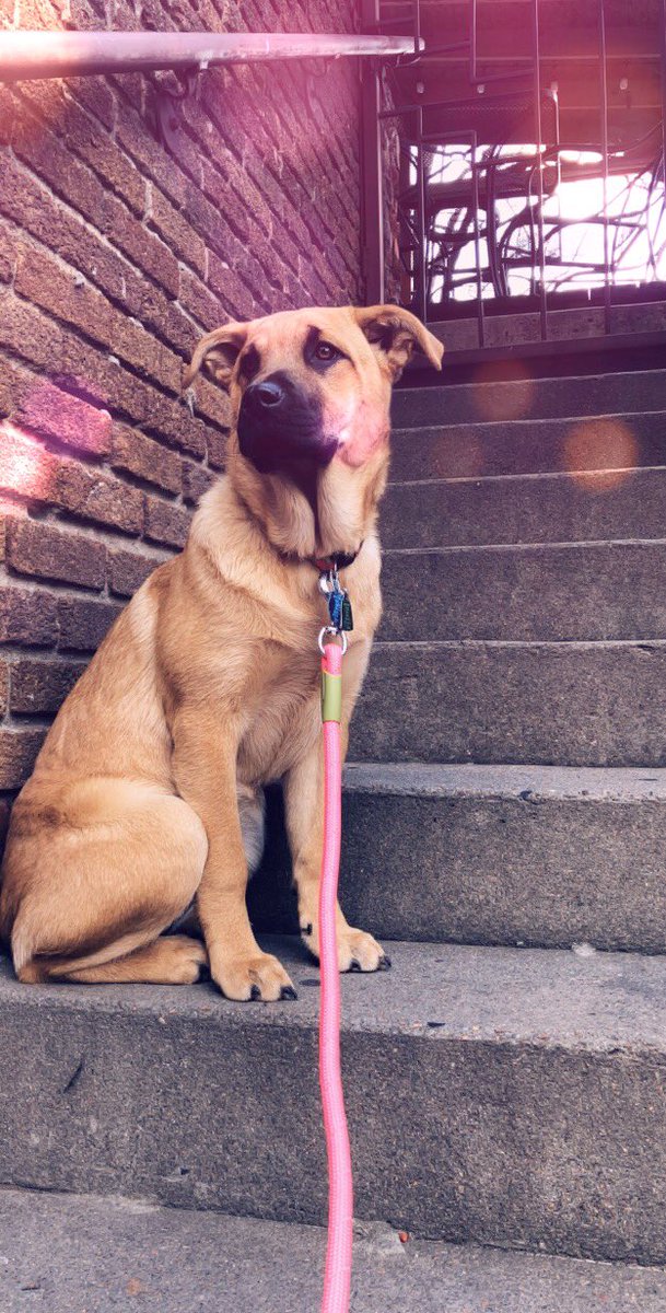 abby_jo6's tweet photo. Megan lost Oakley yesterday around 10am, north east of Murdock. She's got a pink and green collar but no tags. She can be scared of people she does not know but she is friendly. If you see her or know anything on here whereabouts please message me! Thank you. https://t.co/XfBCRVbWMT