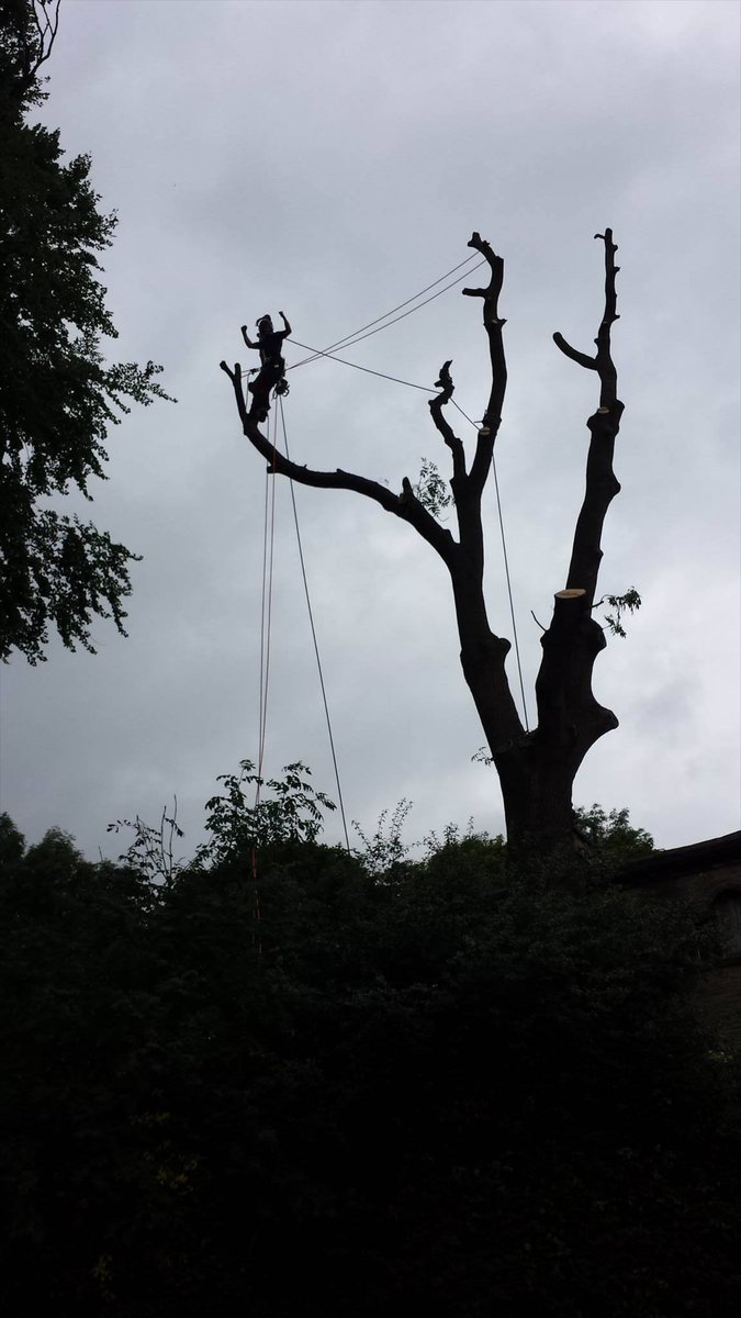 MartynClough's tweet photo. ash dismantle #arbtalk #treesurgeon #arborist #treelife https://t.co/W0liQTPyjW