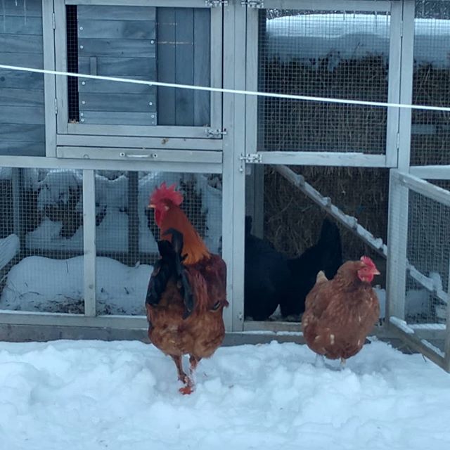 Emrys letting the girls know it's ok to come out. 
That's my boy! Don't his job!
#Rooster🐓 #hens🐔 #workingman #protectoroftheflock
#winter19❄️ #snow
#homestead #homesteadhomies  #garden #seeds #chickens #eggs #growyourfood #growyourmedicine #countryl… bit.ly/2AIwwjy