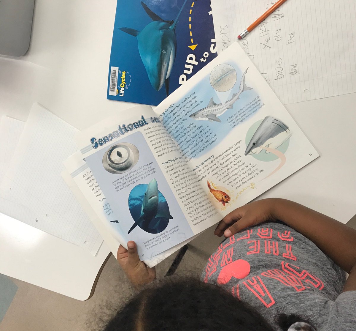 nelson_whynder's tweet photo. Can you guess what Grade One students are researching this morning?! #writersworkshop #seewhatimlearning https://t.co/EkzP8t1KCY