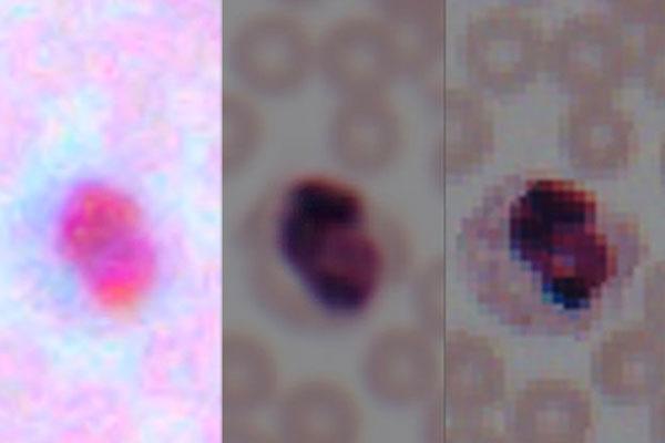 livescience_t's tweet photo. Deep learning transforms ... - https://t.co/H9tnL6YwdX - #Nanotechnology #COMPUTERSCIENCE #DIAGNOSTICS #ELECTRICALENGINEERINGELECTRONICS #HARDWARE #NANOTECHNOLOGYMICROMACHINES #PUBLICHEALTH #RESEARCHDEVELOPMENT #ROBOTRYARTIFICIALINTELLIGENCE #TECHNOLOGYENGINEERINGCOMPUTERSCIENCE https://t.co/d3RMM9Hadl