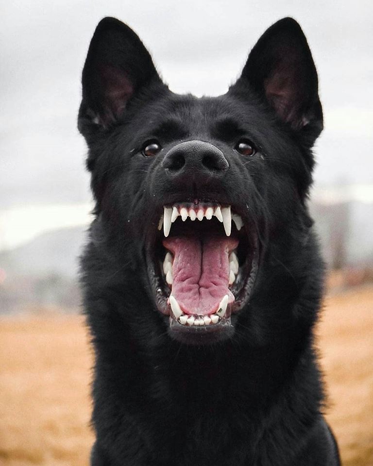 Oi Oi Wall tweet media