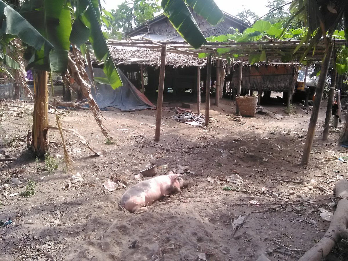 UTinUTin2's tweet photo. Tour in Myanmar
taktakster@gmail.com https://t.co/UFa051e0BY