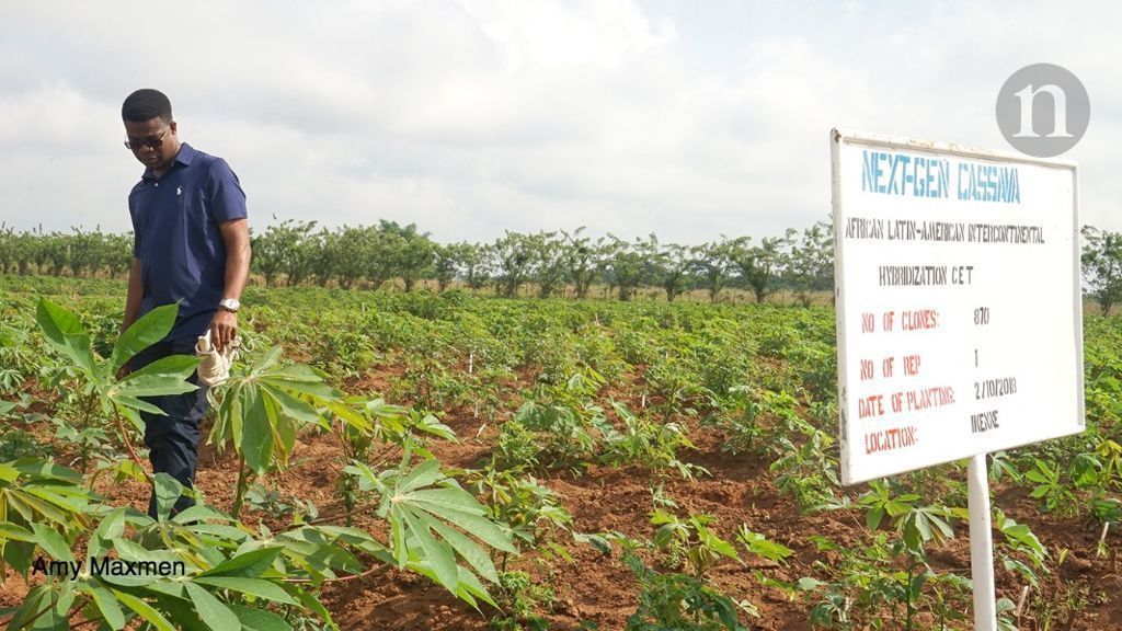 RTB_CGIAR's tweet photo. We are on a collective mission to improve #cassava in Africa! @IITA_CGIAR @NextGenCassava breeding and #BASICSproject’s SAH rapid multiplication technology is featured in new @nature editorial: https://t.co/X8OIEzPIGH @gatesfoundation @cegesi @CGIAR https://t.co/qTakP8suBC
