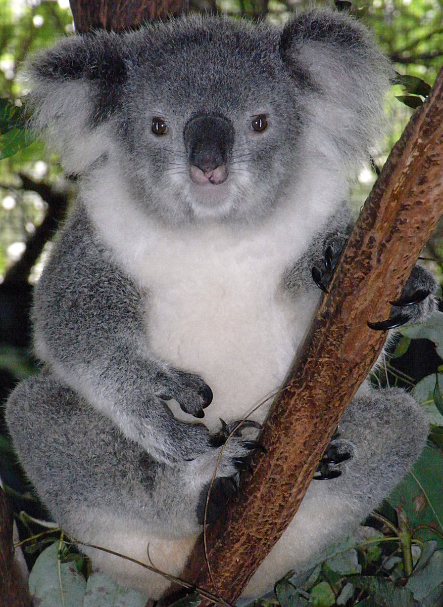 ensembl's tweet photo. Last week, #Ensembl95 brought you the #koala genome.
Now, our #Geneoftheweek is its #XPR1 gene!

https://t.co/RLDyQQP6QF https://t.co/L9GB8oqPe8