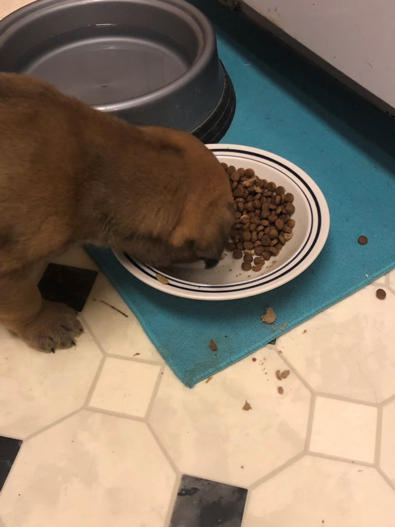 gnat65's tweet photo. Good morning and Happy Monday from #FosterPup Blossom. She is not fond of kennels but is fond of food!! #AdoptHer #FosteringIsImportant @TNProverbs1210 https://t.co/NOR057LNx1