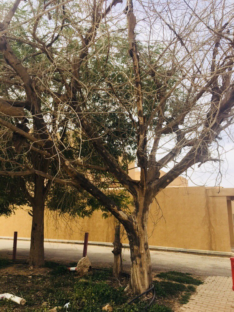 mrehanasad79's tweet photo. Gum Arabic tree or Arabian Acacia is commonly sighted tree in both Urban & Rural landscapes of #SaudiArabia A medium size tree is an ideal for growth in sandy soil with moderate water #Babul #AlMajmaah #TreesofSaudiArabia #LookingupatTrees @EvolveLeadLove @LovinSaudi https://t.co/9oclom5Y0L