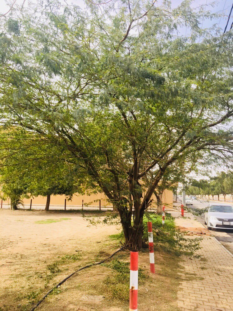 mrehanasad79's tweet photo. Gum Arabic tree or Arabian Acacia is commonly sighted tree in both Urban & Rural landscapes of #SaudiArabia A medium size tree is an ideal for growth in sandy soil with moderate water #Babul #AlMajmaah #TreesofSaudiArabia #LookingupatTrees @EvolveLeadLove @LovinSaudi https://t.co/9oclom5Y0L